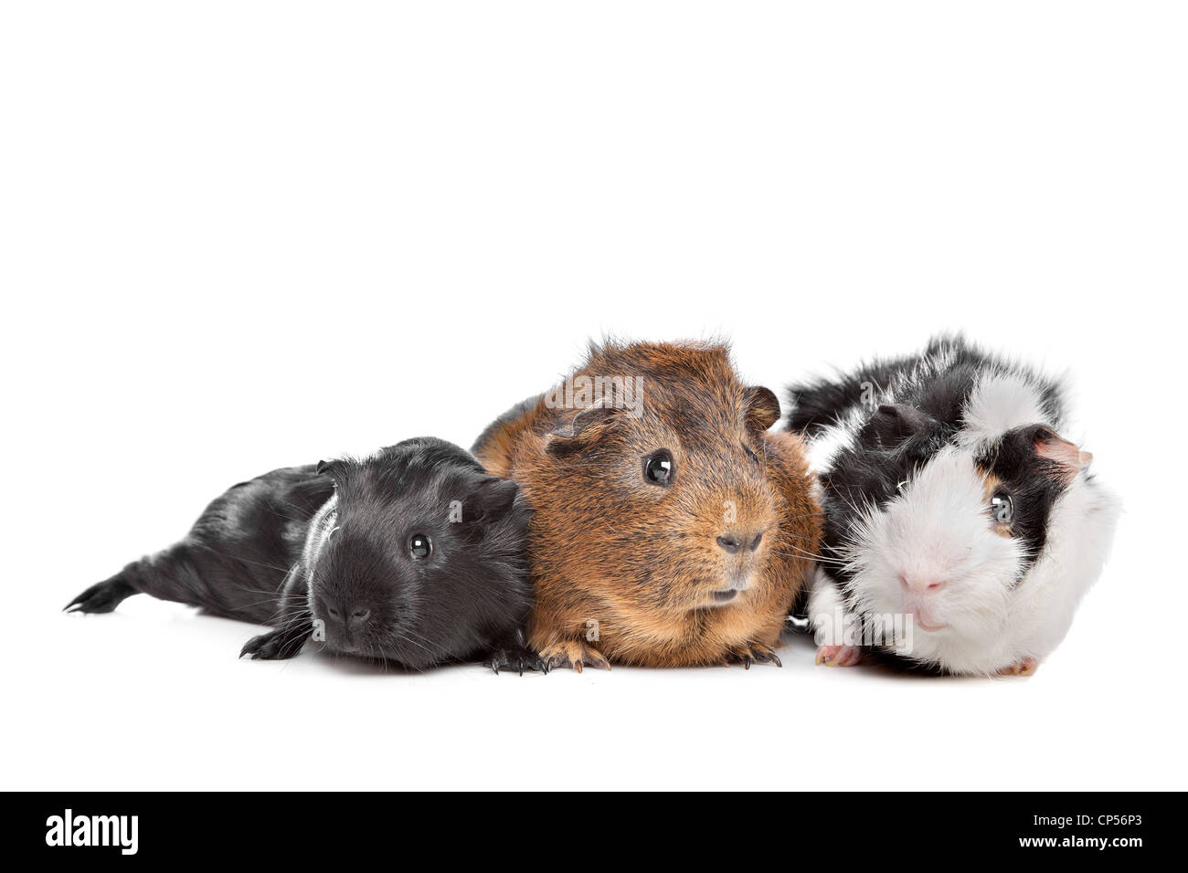 Tre cavie davanti a uno sfondo bianco Foto Stock