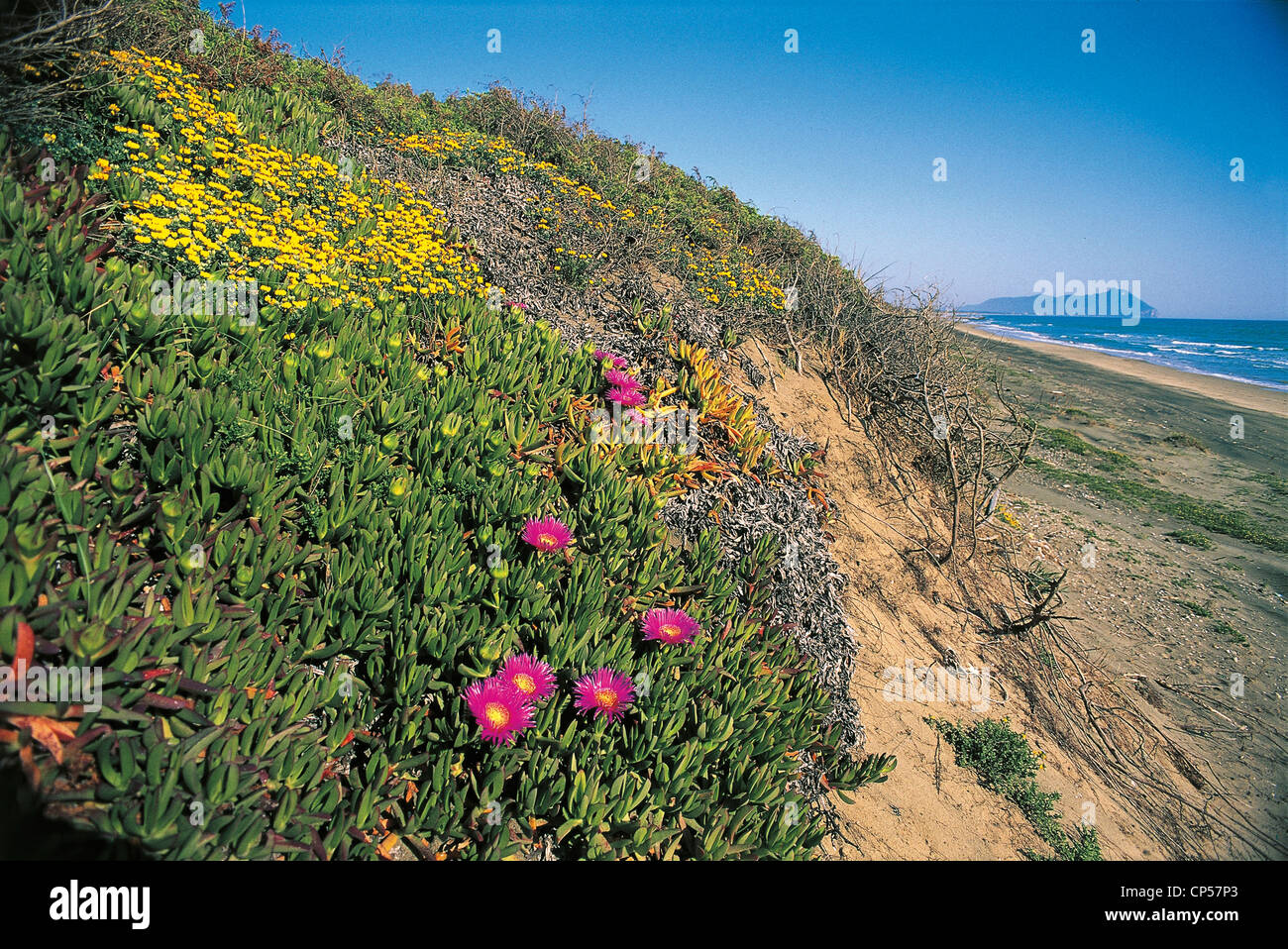 Lazio Pncirceo duna costiera Lago Fogliano primavera fioriscono Foto Stock