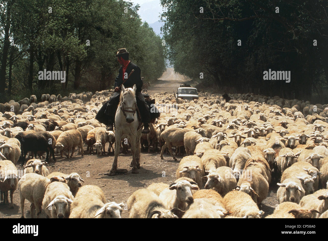 Russia - in Daghestan, un pastore a cavallo che portano un gregge di pecore ed arieti. Foto Stock