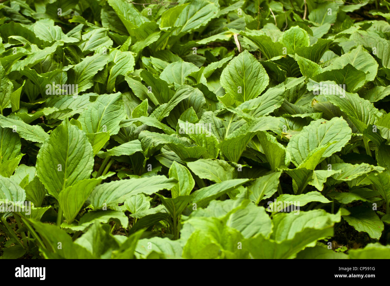 Il fogliame verde orientale della Skunk cavolo, Symplocarpus foetidus, Orientale Stati Uniti Foto Stock