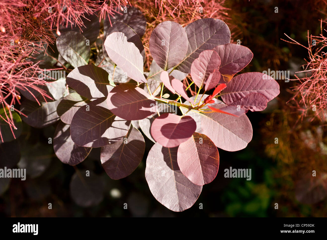 Eurasian smoketree, var Royal Purple, Cotinus coggygria, crescendo nel parco, Ithaca, New York, Stati Uniti Foto Stock