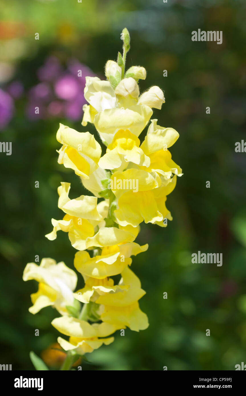 Bocca di leone gialla fiore,Antirrhinum Foto Stock