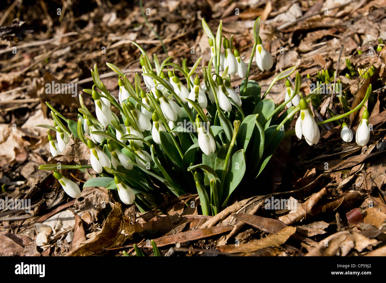 Gruppo di comune bucaneve, Galanthus nivalis crescente sul prato in primavera Foto Stock