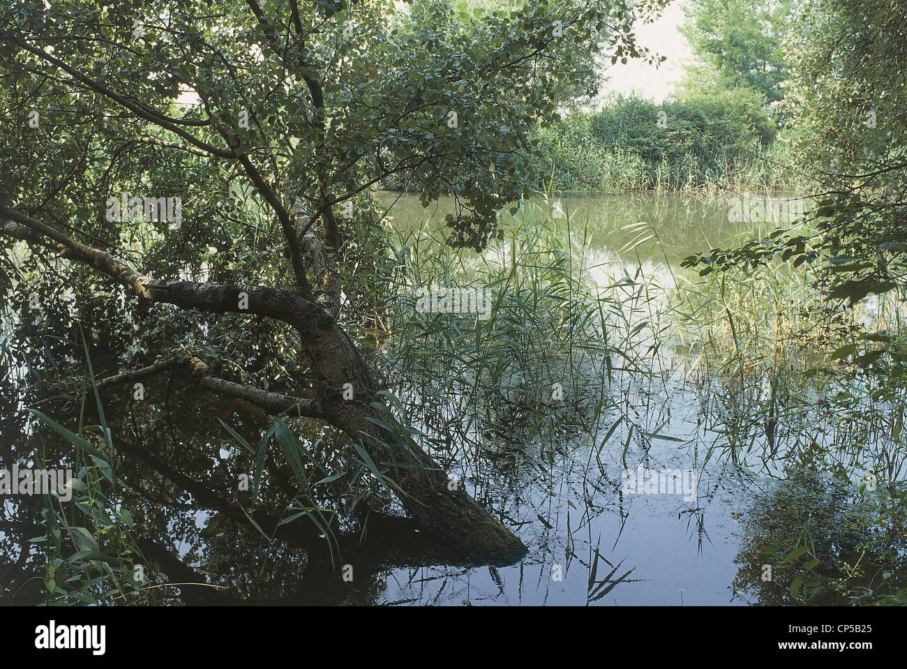 Emilia Romagna - Parco del Delta del Po '. Suggerimenti di alberi (Ra). Foto Stock