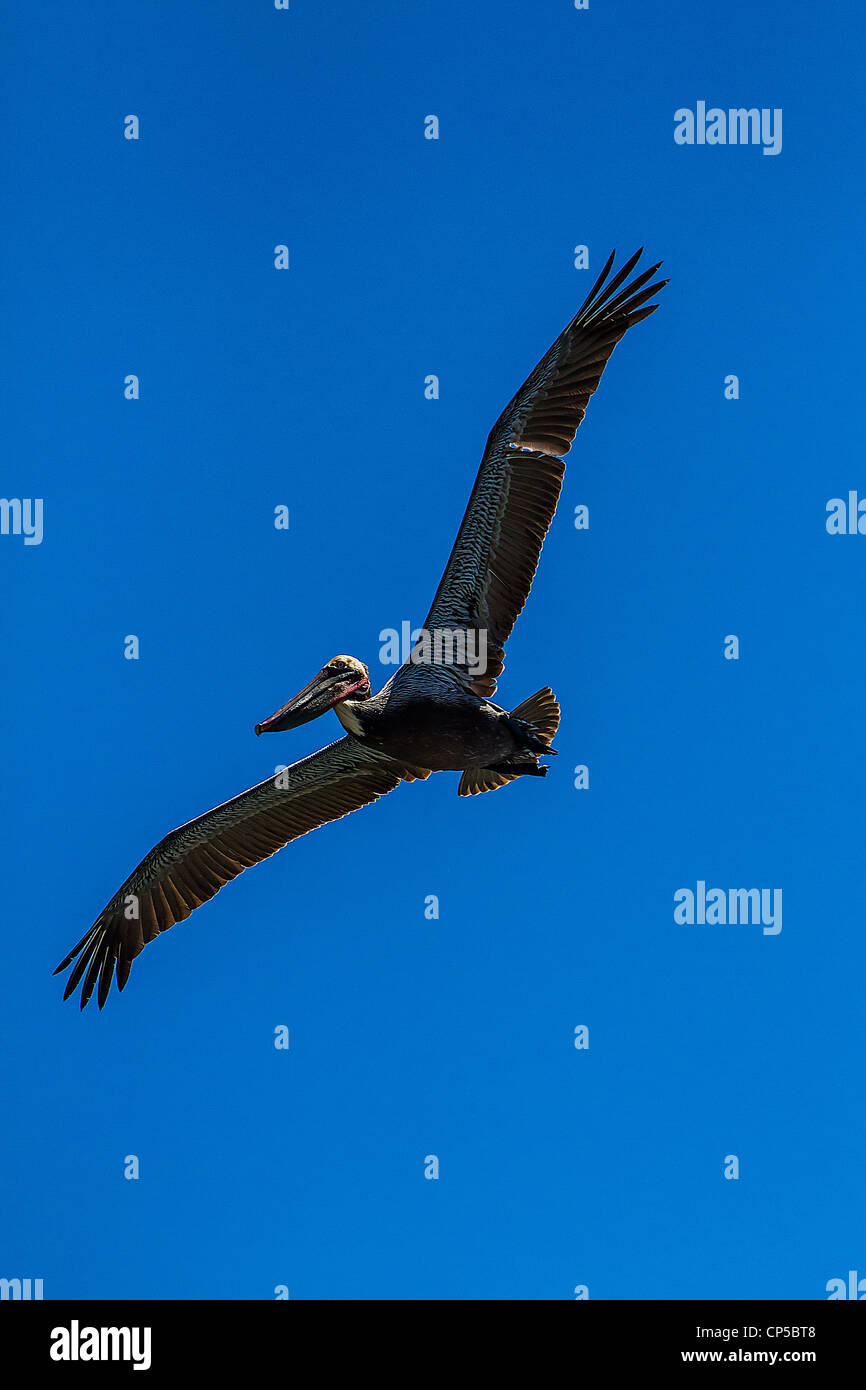 Flying Brown Pelican Foto Stock