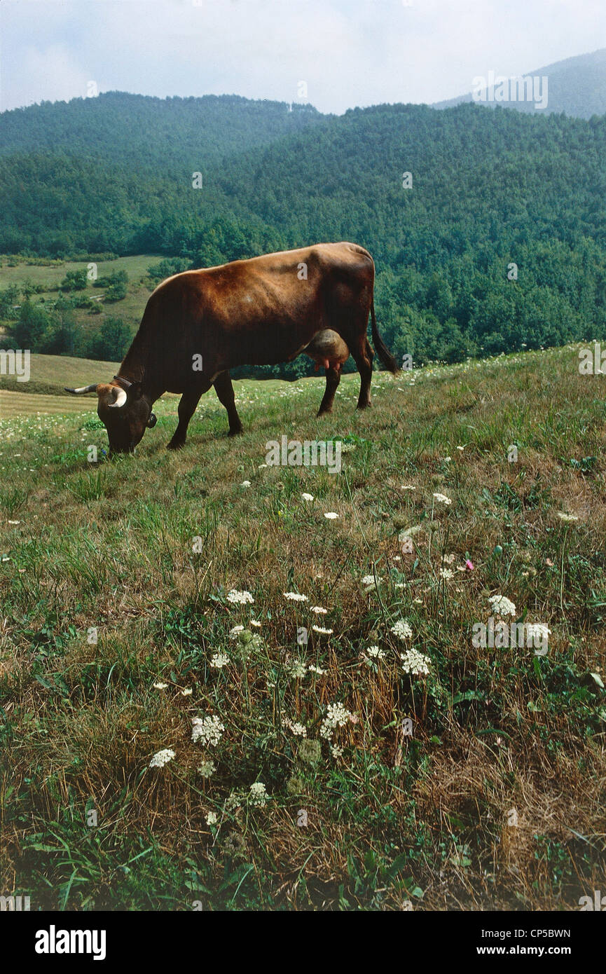 Zoologia - bestiame - Bovini - Pascolo Vacca (Bos taurus). Parco Naturale delle Capanne Marcarolo. Foto Stock