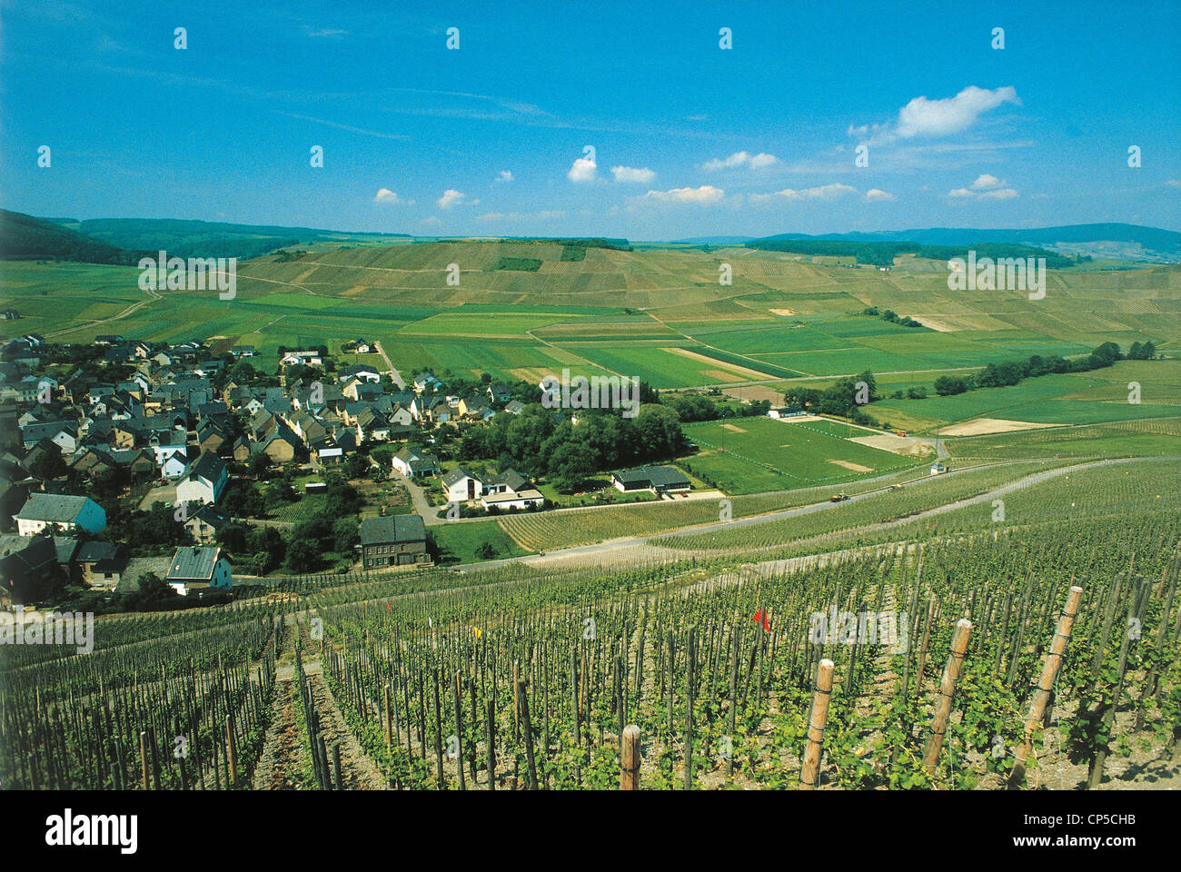 Germania - Nord Reno - Valle di Mosel. I vigneti di Veldenz. Foto Stock