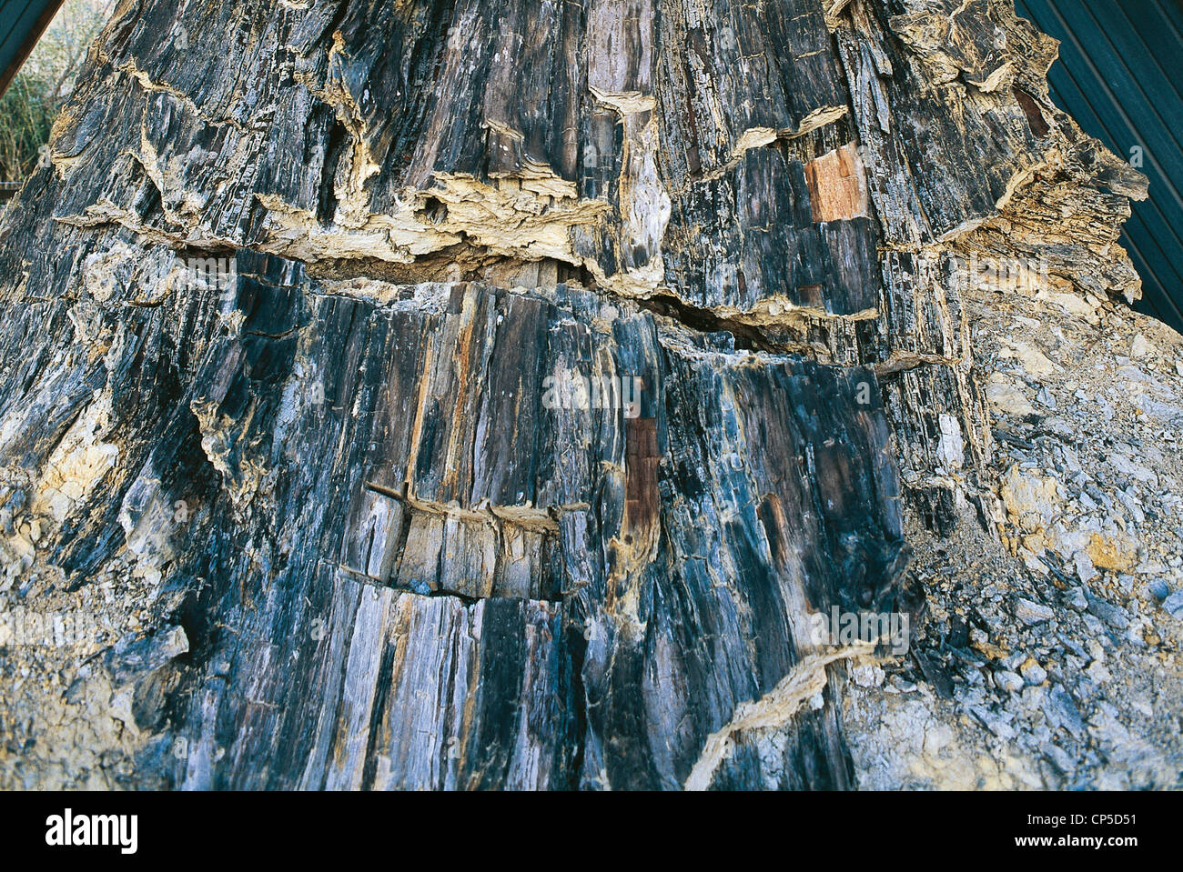 UMBRIA Dunarobba offerte legno fossile Foresta fossile Foto Stock