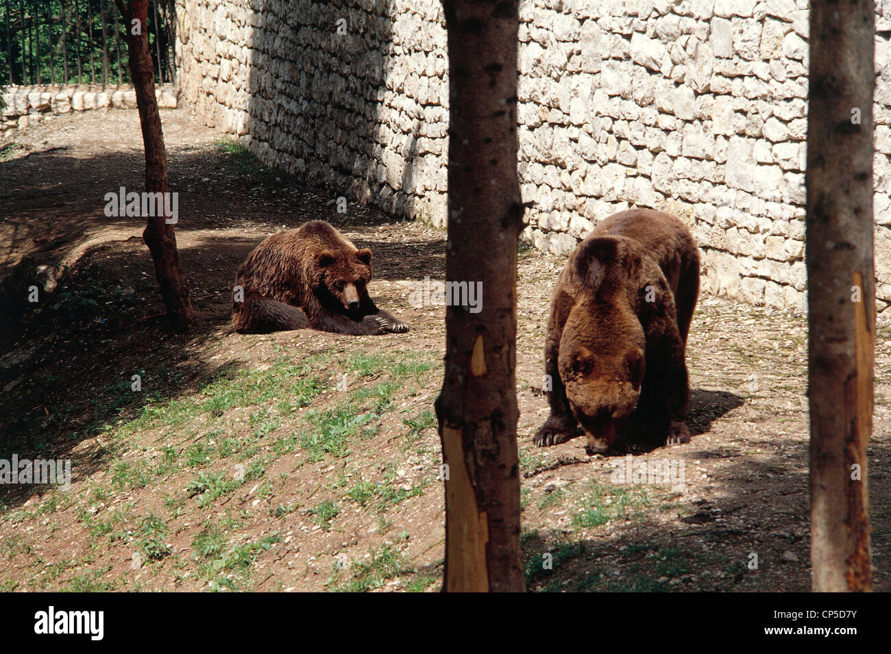 Trentino Alto Adige - Val di Non - Santuario di San Romedio - orsi nel Santuario zona. Foto Stock