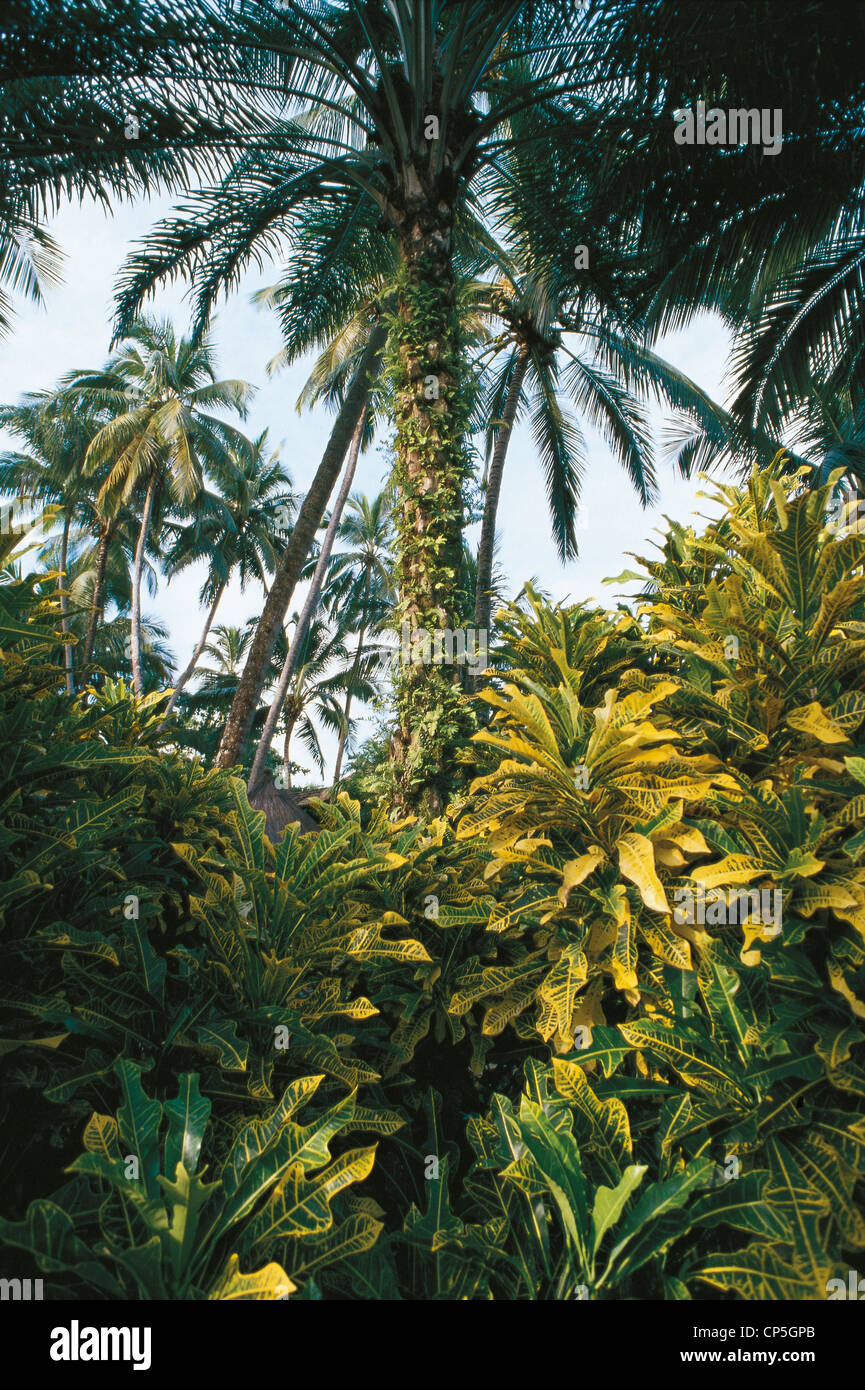 Brasile - Bahia - Bahia de Todos los Santos - Isola di Itaparica, vegetazione. Foto Stock