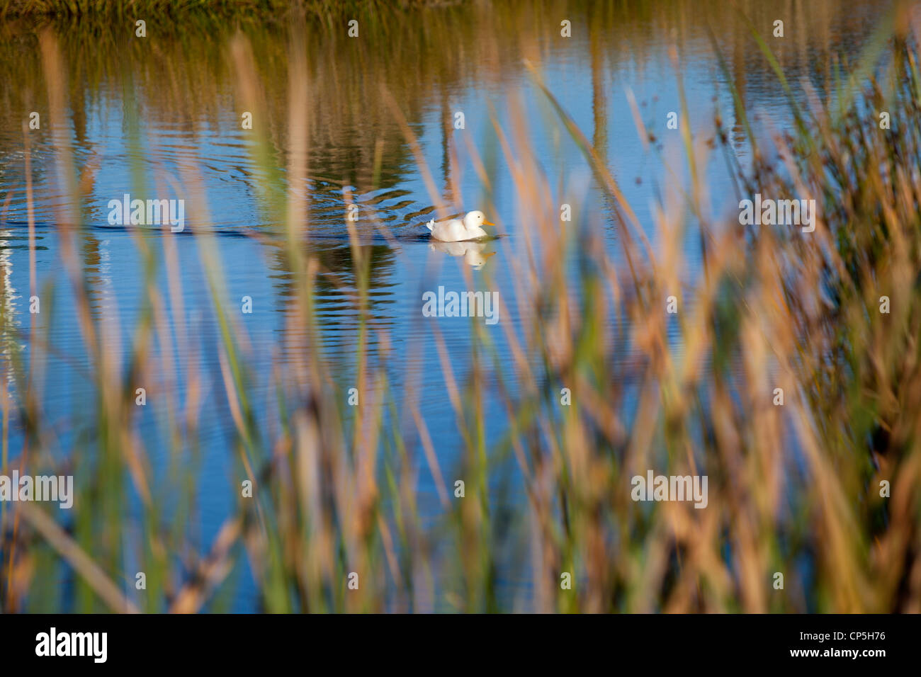 Un anatra bianco nuoto su uno stagno in Stellenbosch, Western Cape, Sud Africa Foto Stock