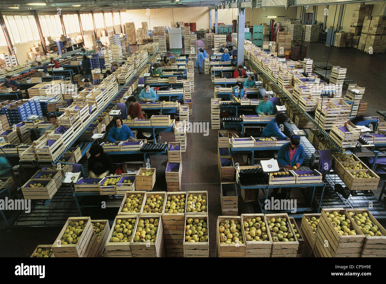 Trentino Val di Non Cooperativa agricola a fini di esportazione di mele Foto Stock