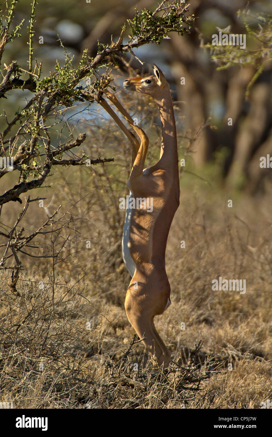 Gerenuk (o Waller la gazzella) (Litocranius walleri) in piedi sulle zampe posteriori per sfogliare Foto Stock