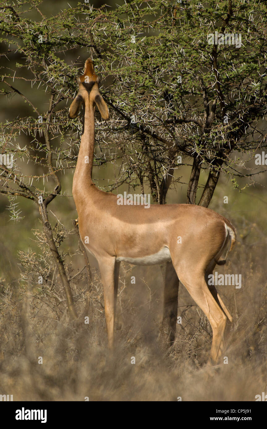 Gerenuk (o Waller la gazzella) (Litocranius walleri) allungamento fino a navigare su Thorn Tree Foto Stock