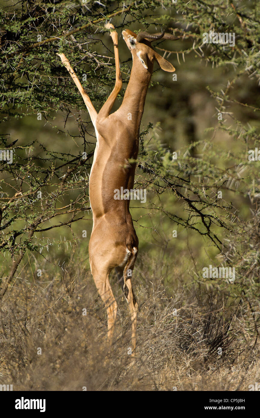 Gerenuk (o Waller la gazzella) (Litocranius walleri), in piedi sulle zampe posteriori per navigare su Thorn Tree Foto Stock