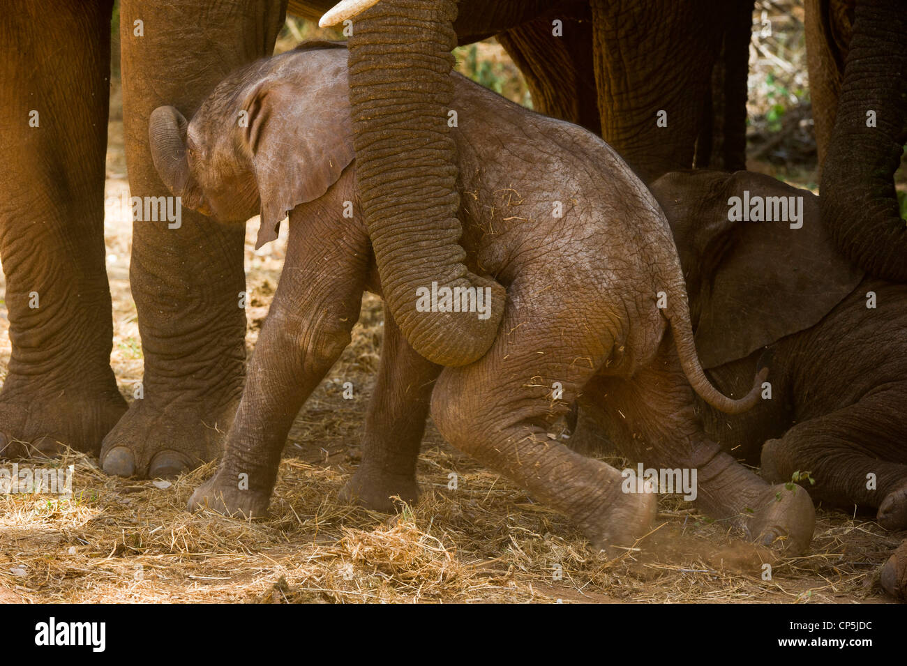 Elephant aiutando un giorno di età vitello di elefante africano (Loxodonta africana) con il suo tronco Foto Stock