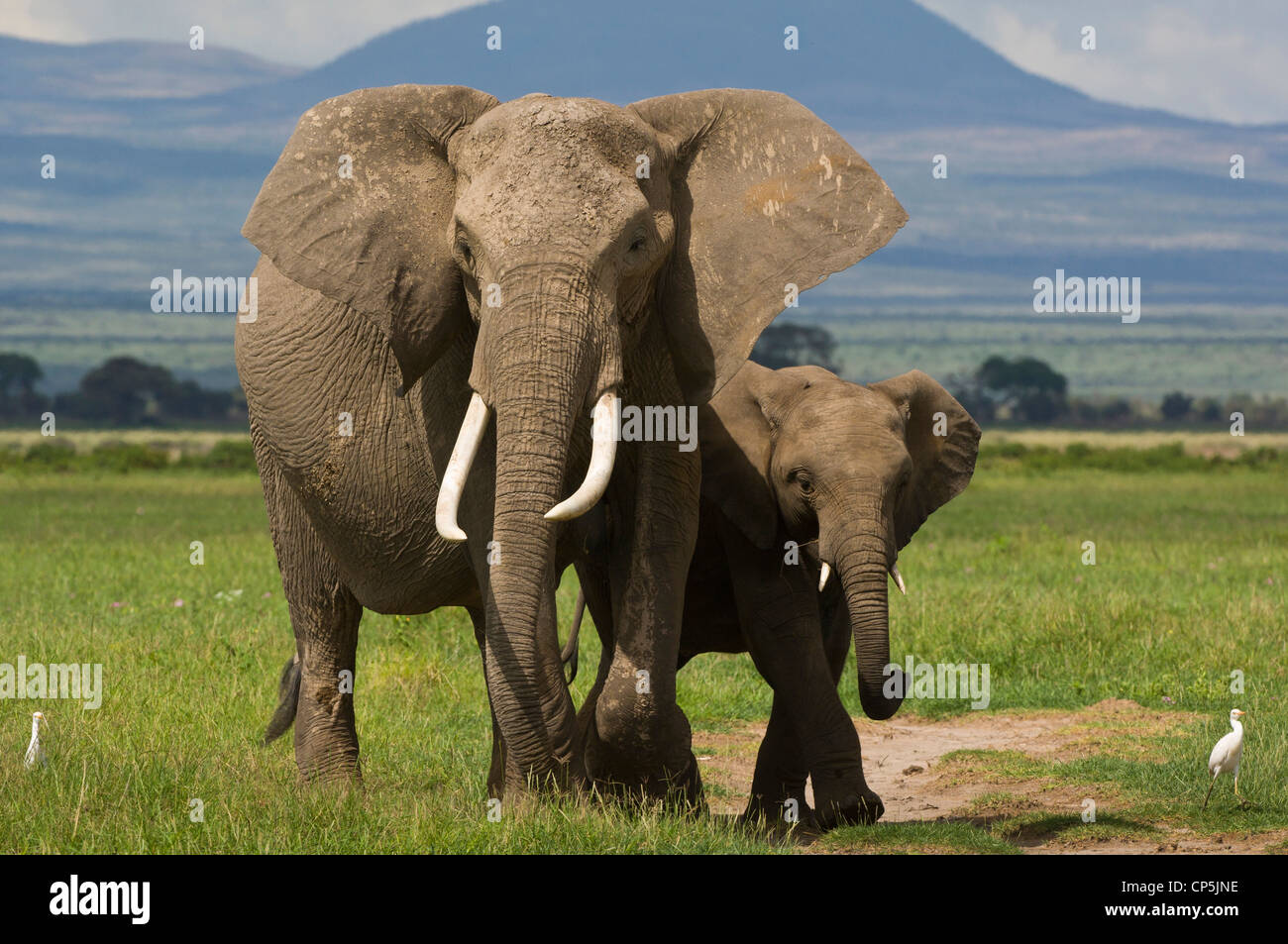 Un africano mucca elefante africano (Loxodonta africana) e il suo adolescente il mangime per vitelli in Amboseli Foto Stock