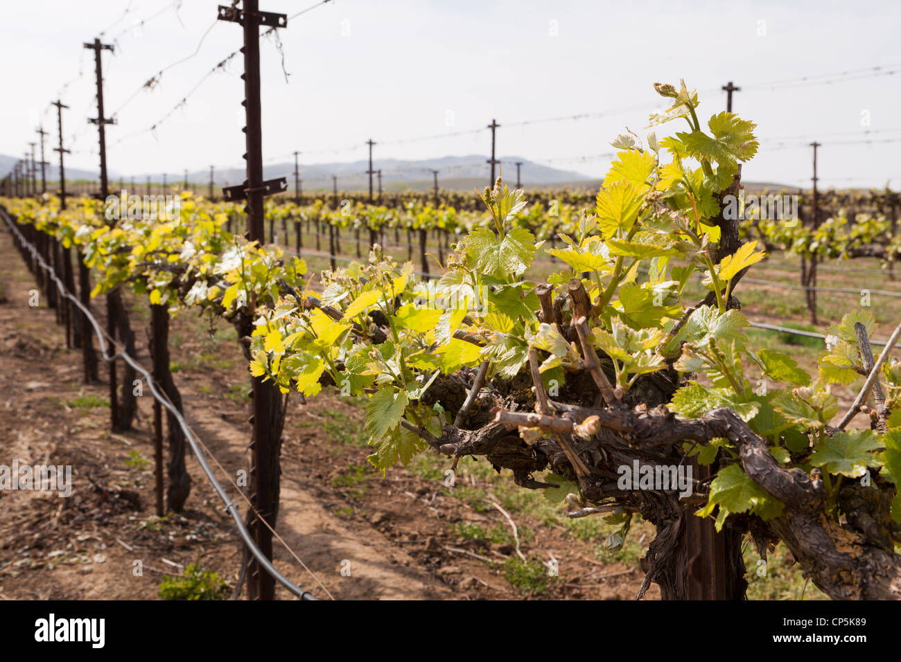 Molla di crescita commerciale vigna di uva in California centrale, STATI UNITI D'AMERICA Foto Stock
