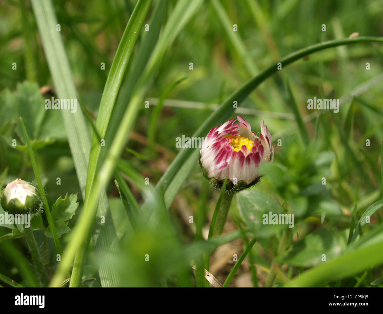 Daisy, comune Daisy, Prato Daisy, inglese Daisy / Bellis perennis / Gänseblümchen Foto Stock