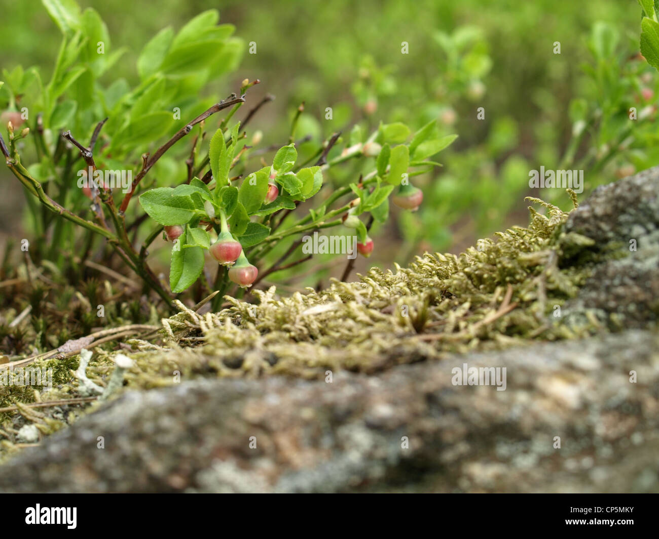 Mirtillo bush in primavera / Vaccinium myrtillus / Heidelbeerstrauch im Frühling Foto Stock