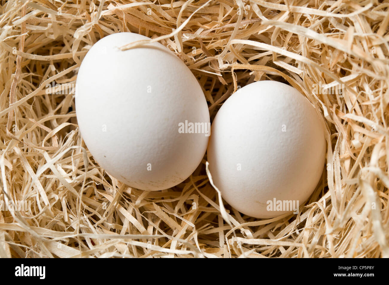 Due le uova bianche nel nido Foto Stock