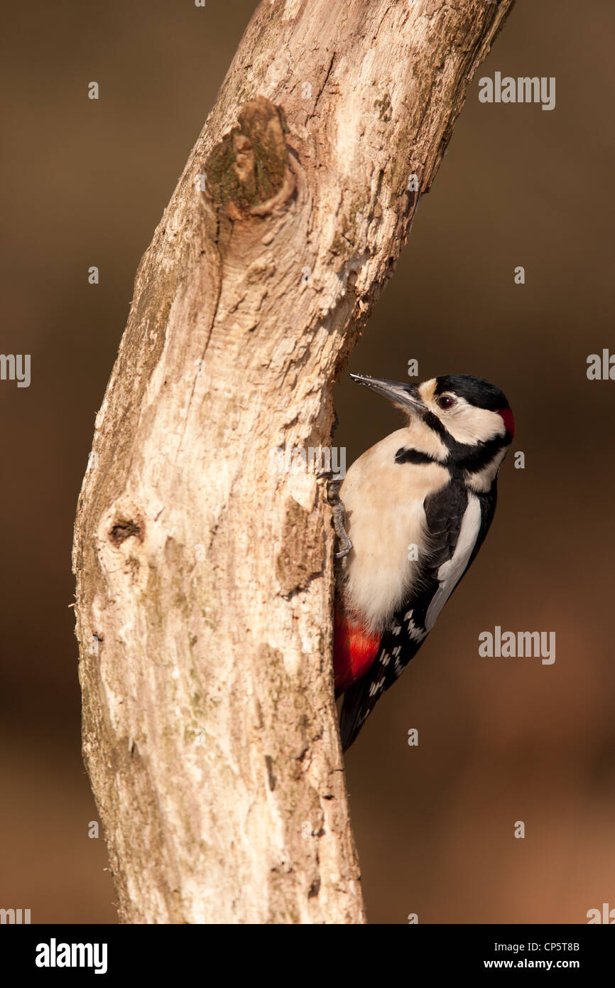 Picchio rosso maggiore, Dendrocopos major, woodland bird dall'Europa. Foto Stock