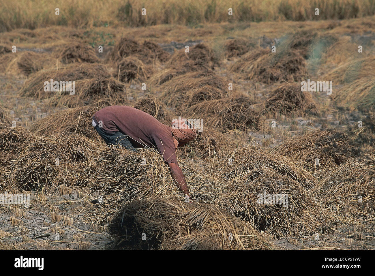 Egitto - Intorno Tani - lavori agricoli. Foto Stock