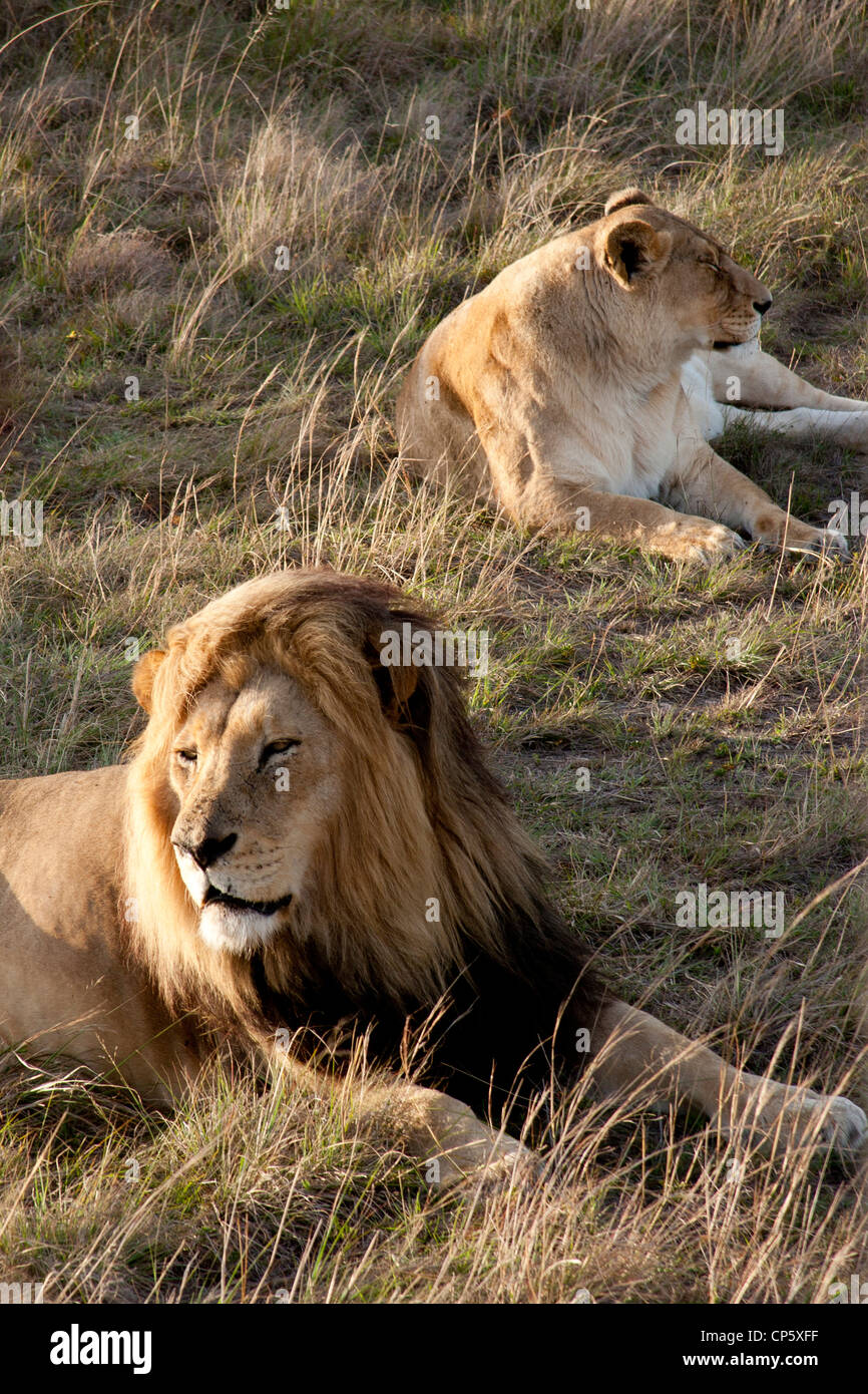 Due a sud africana Lions giacente nel sole del pomeriggio a Botlierskop Game Reserve, Mossel Bay, Sud Africa. Foto Stock