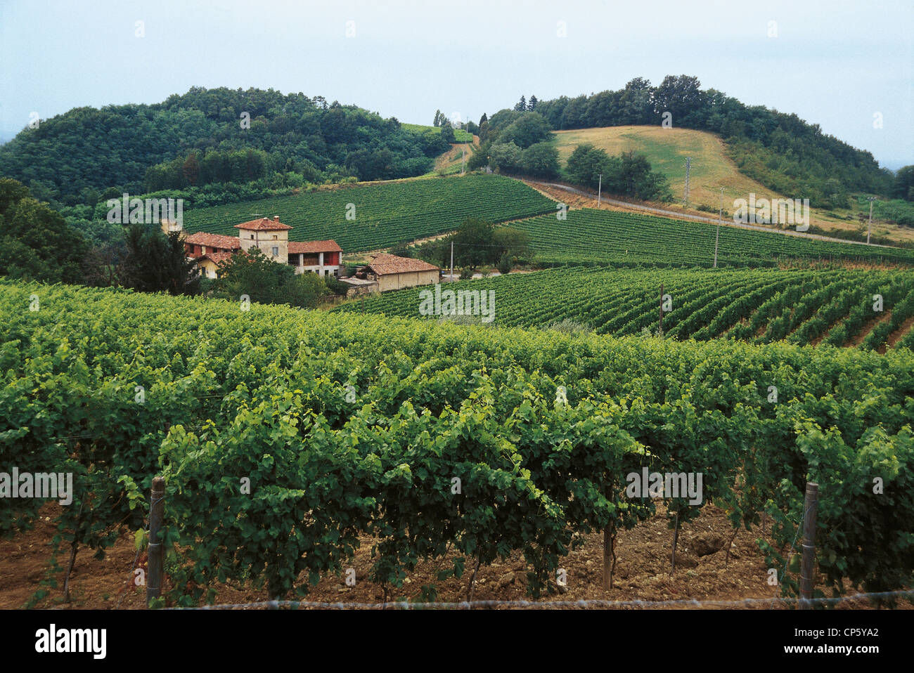 Piemonte - GAVI (Al). Vigneti. Foto Stock