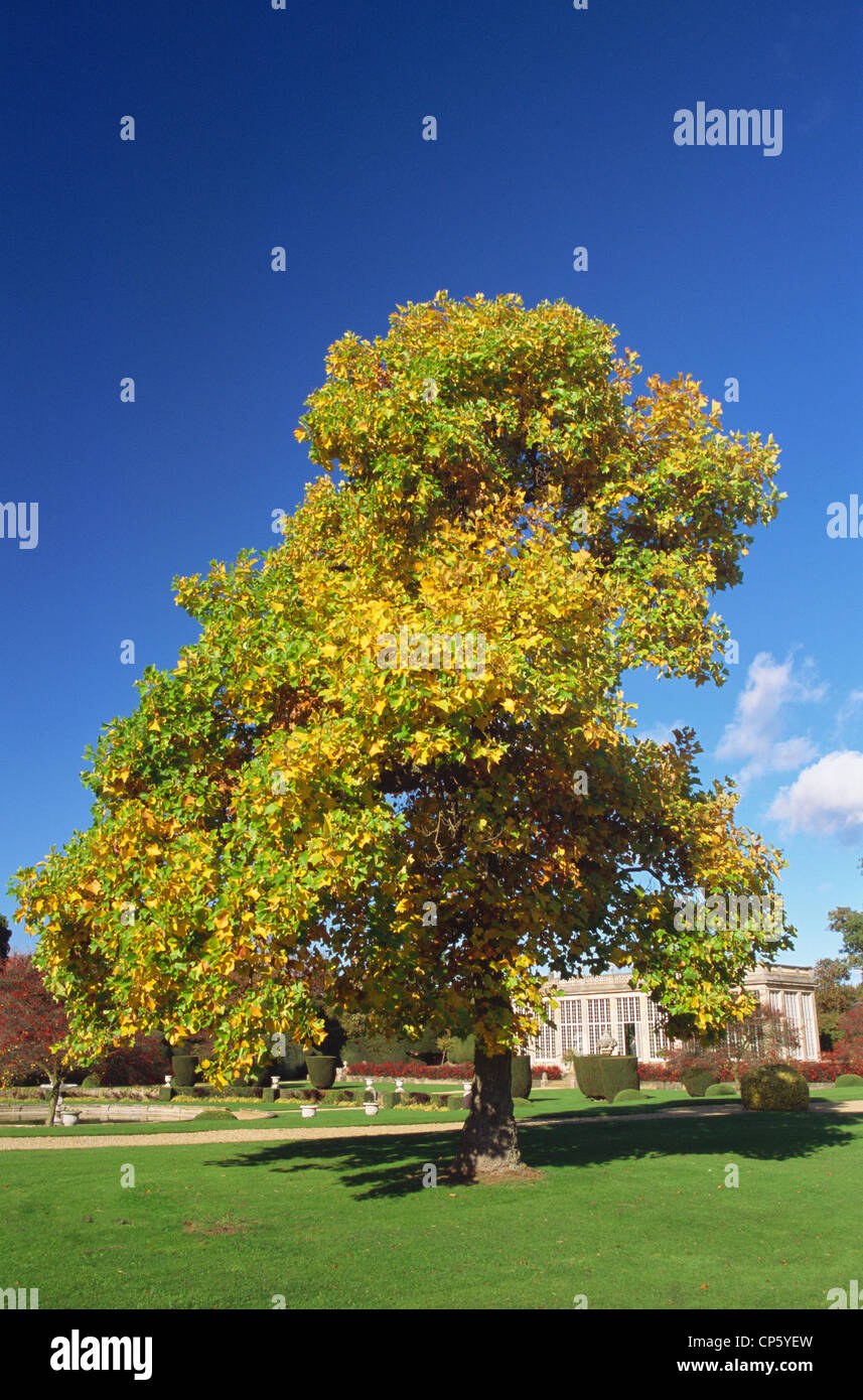 Inghilterra, Lincolnshire, Grantham, Belton House, albero a Belton House Garden Foto Stock