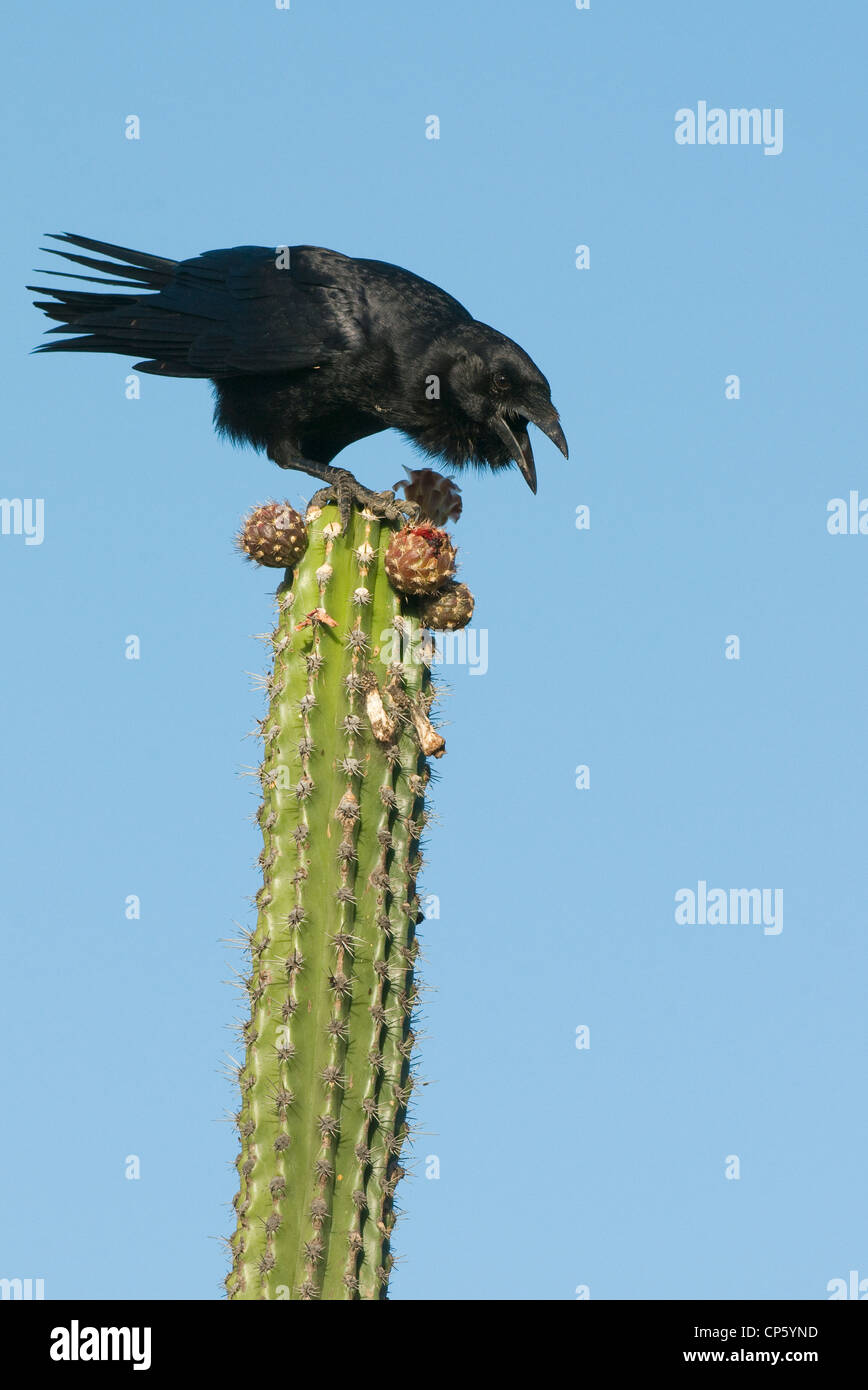 Palm Hispaniolan Crow (Corvus palmarum) Isla Cabritos, lago Enriquillo National Park, Repubblica Dominicana, alimentando il Cactus frui Foto Stock