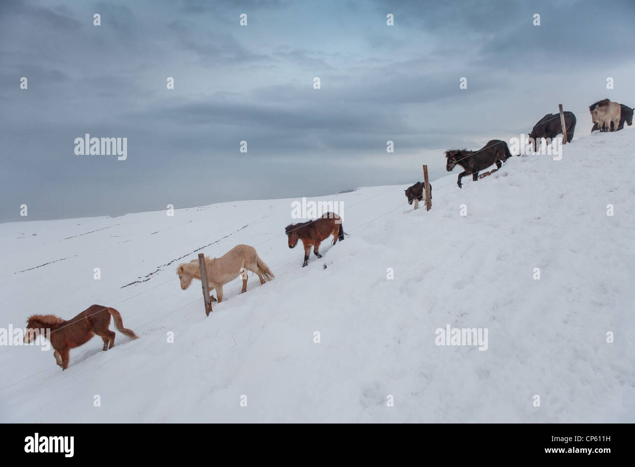 Inverno allevamento di cavalli islandesi, Skagafjordur, Islanda Foto Stock