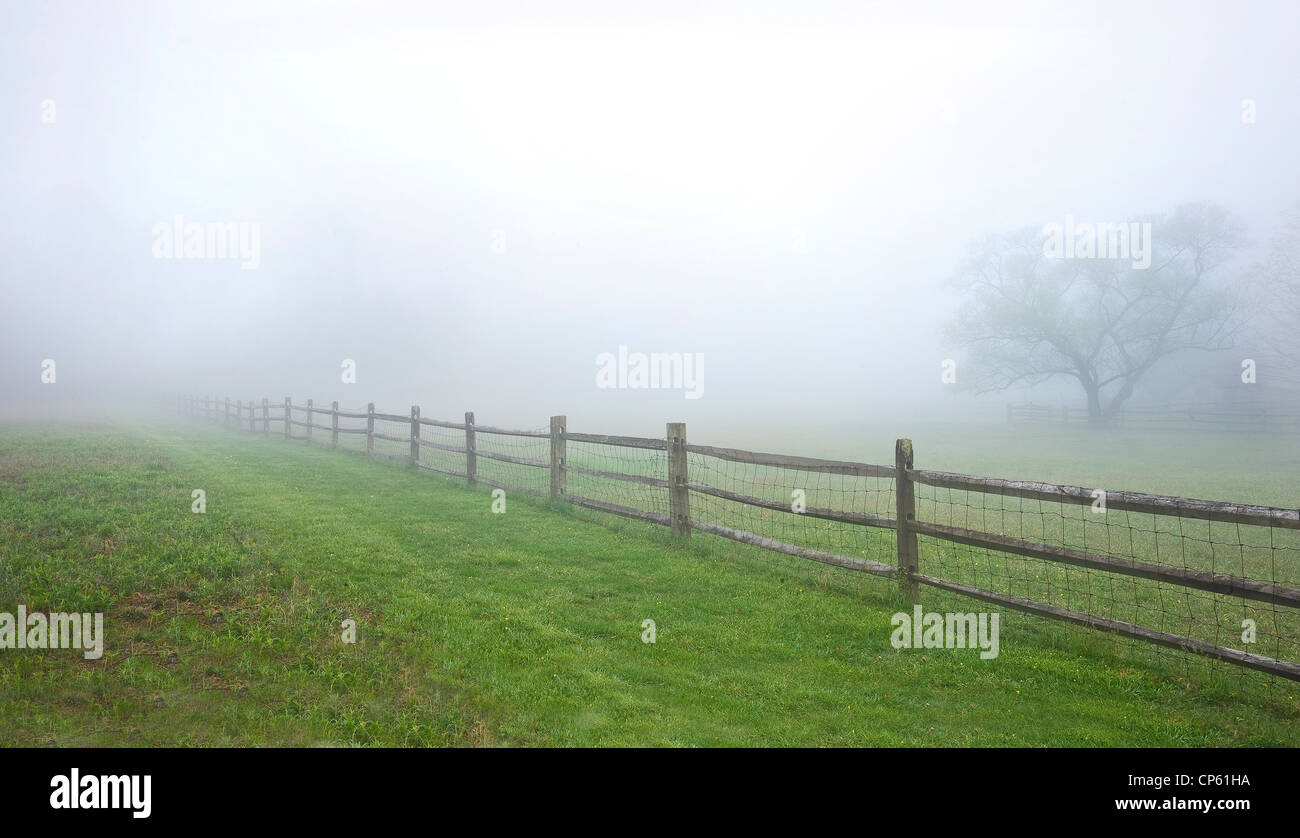 Misty Meadow Scena, recinzione nebbia & Tree Foto Stock
