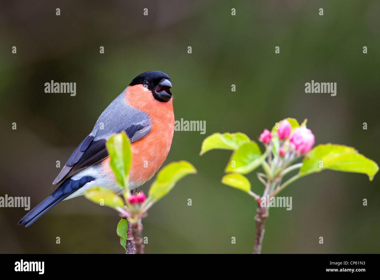 Bullfinch maschio in Elstar Melo Foto Stock