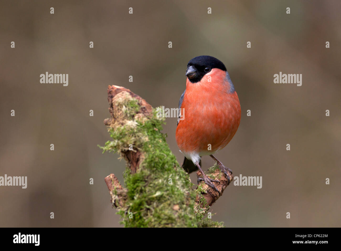 Ciuffolotto maschio Foto Stock