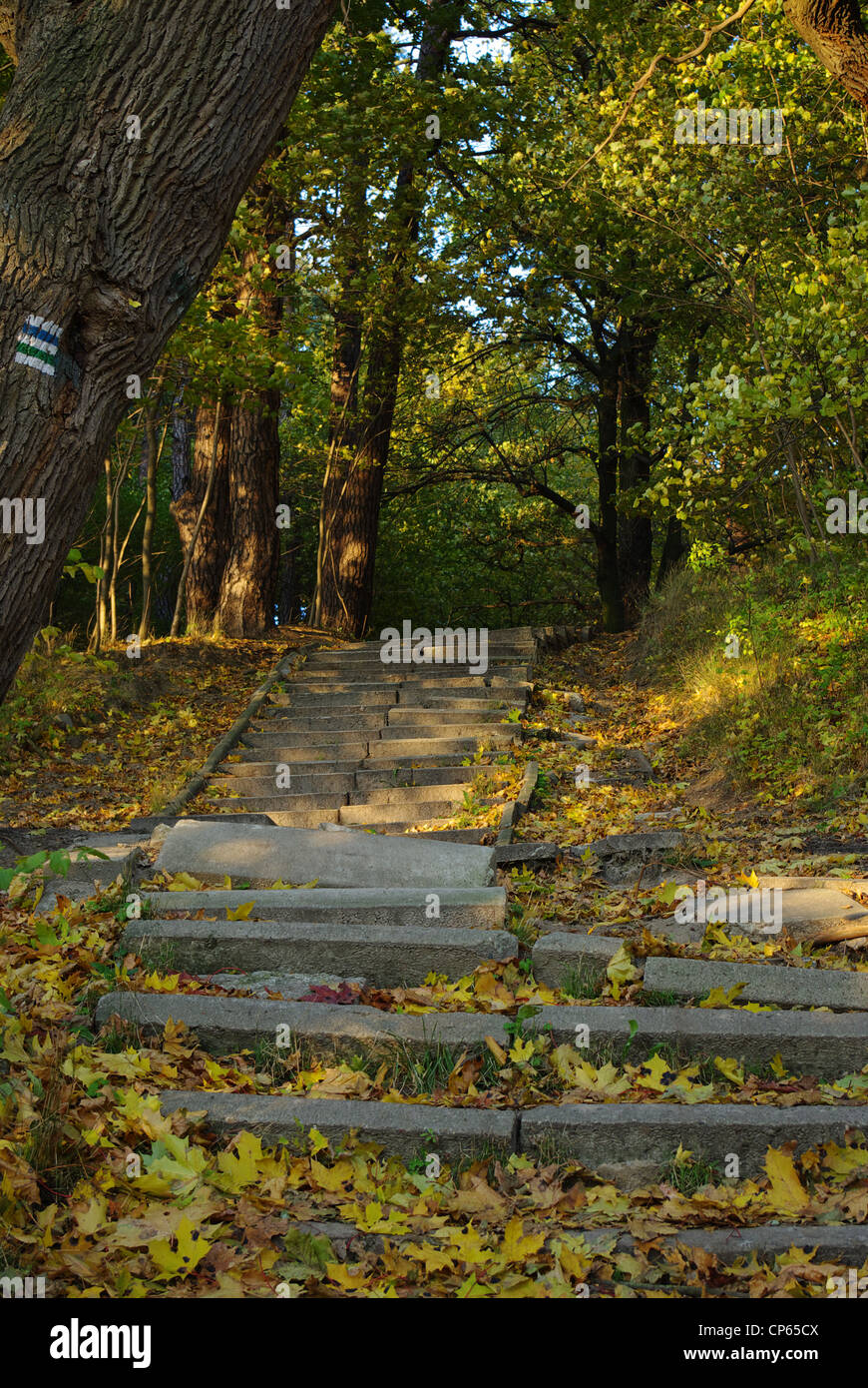 Autunno,Oliwa,Danzica, Polonia Foto Stock