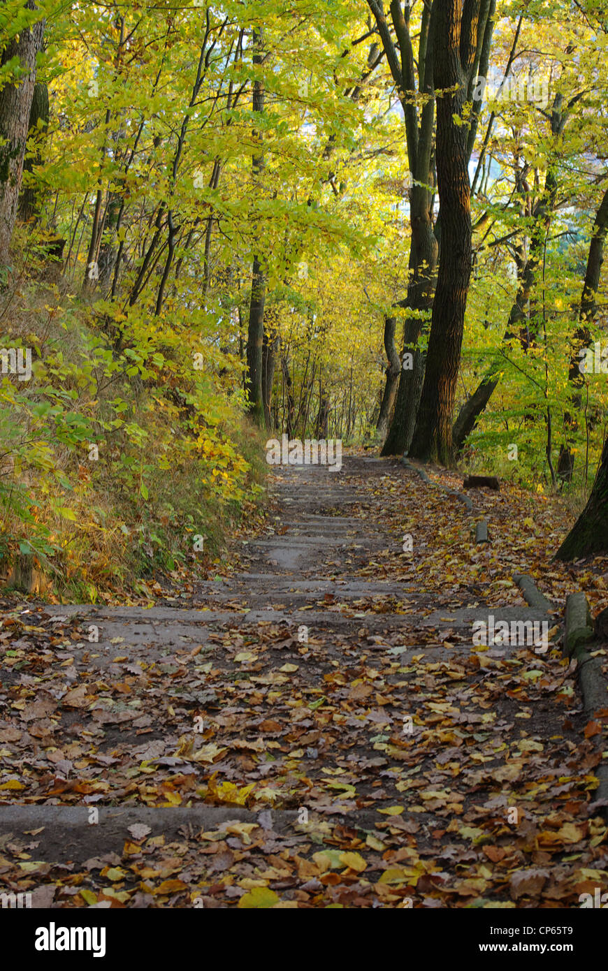 Autunno,Oliwa,Danzica, Polonia Foto Stock