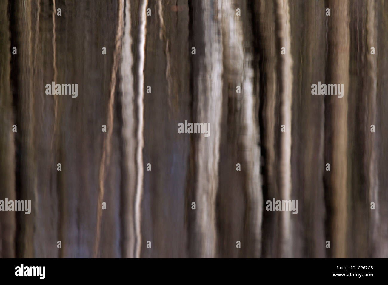 Immagine astratta di tronchi di alberi in foresta riflettendo in acqua di lago Foto Stock