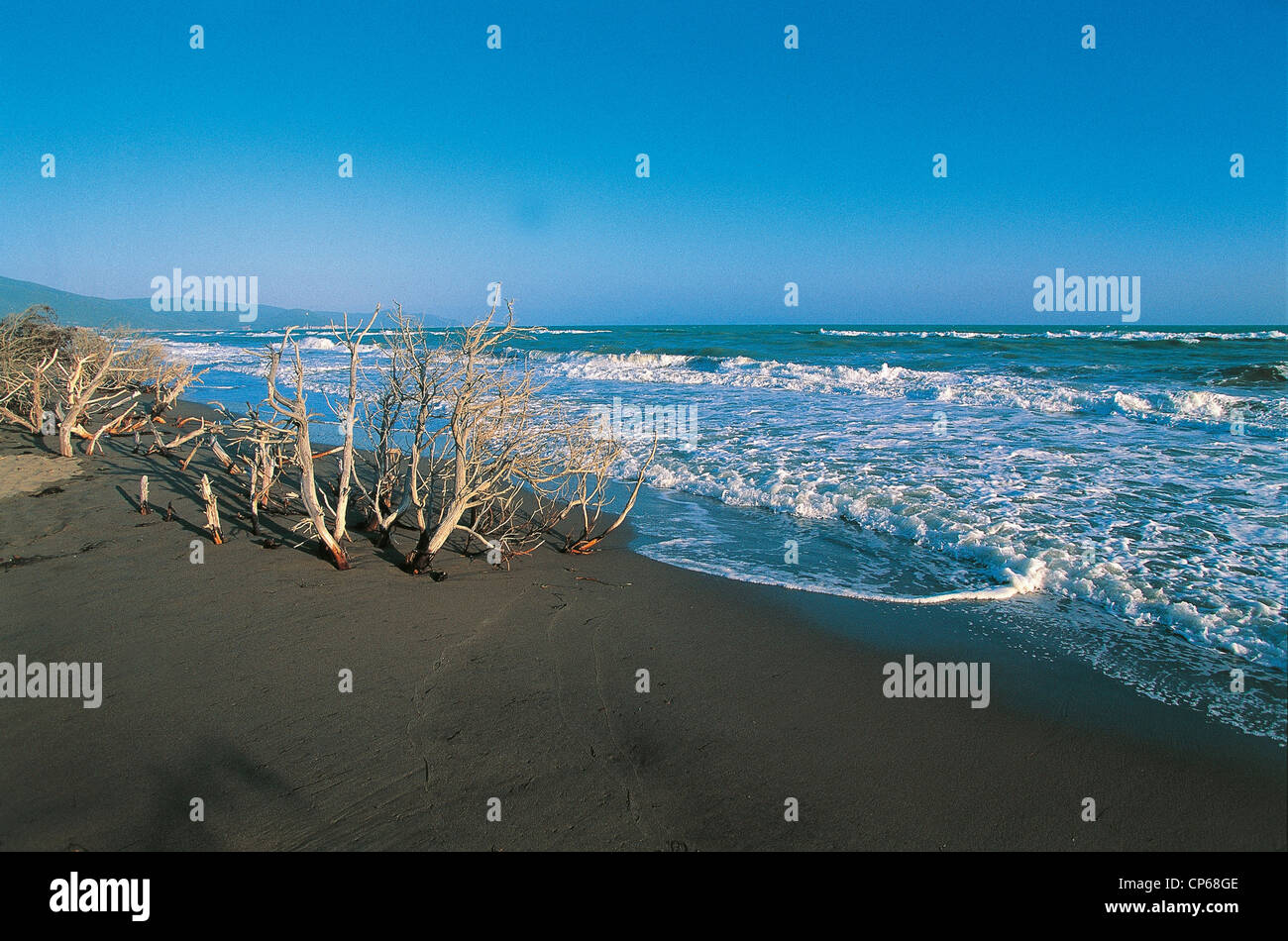 Toscana Parco Naturale della Maremma MARINA D'Alberese Foto Stock