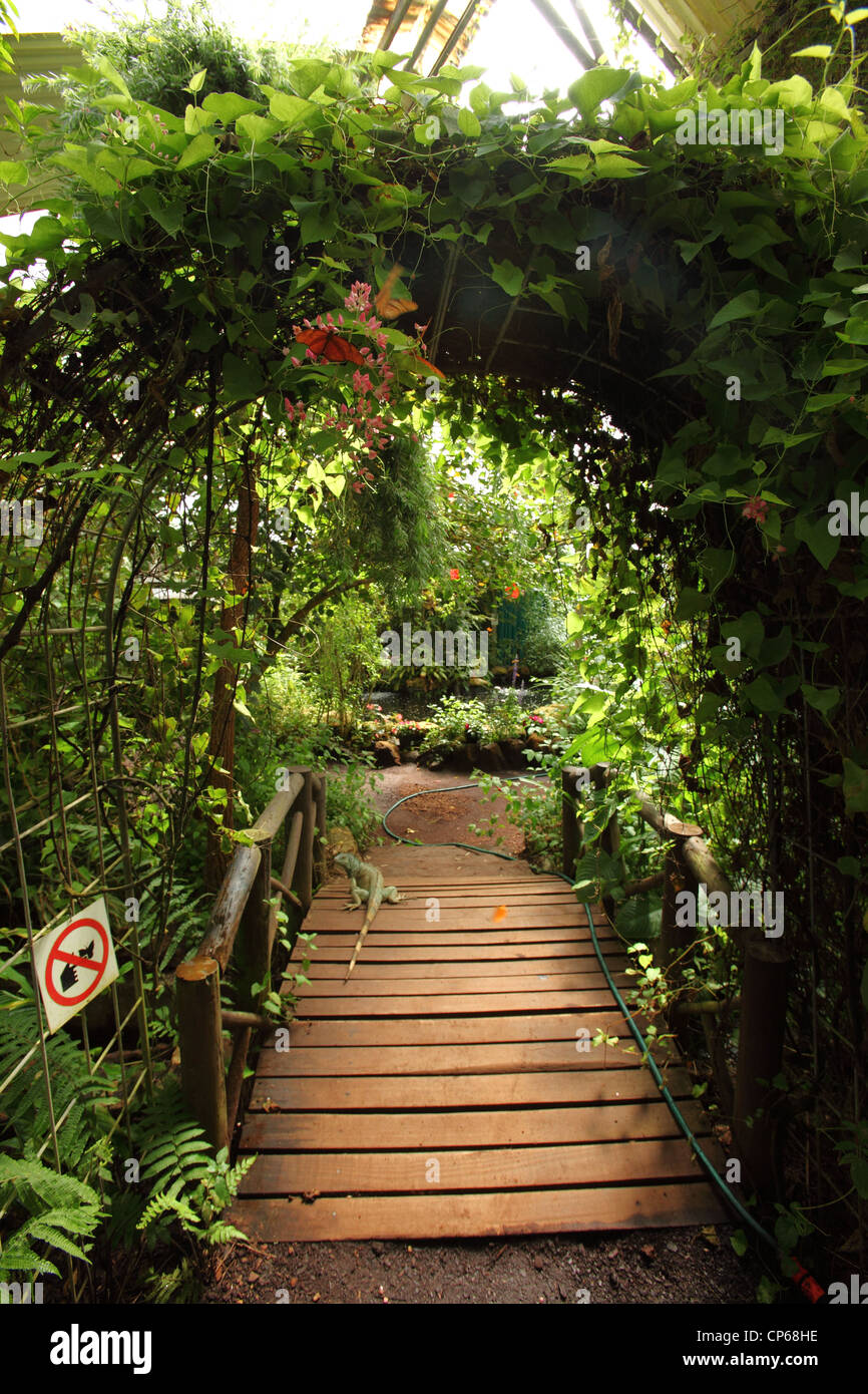 Un ponte di legno con impianto archway over appeso al mondo delle farfalle, Klapmuts, Sud Africa Foto Stock