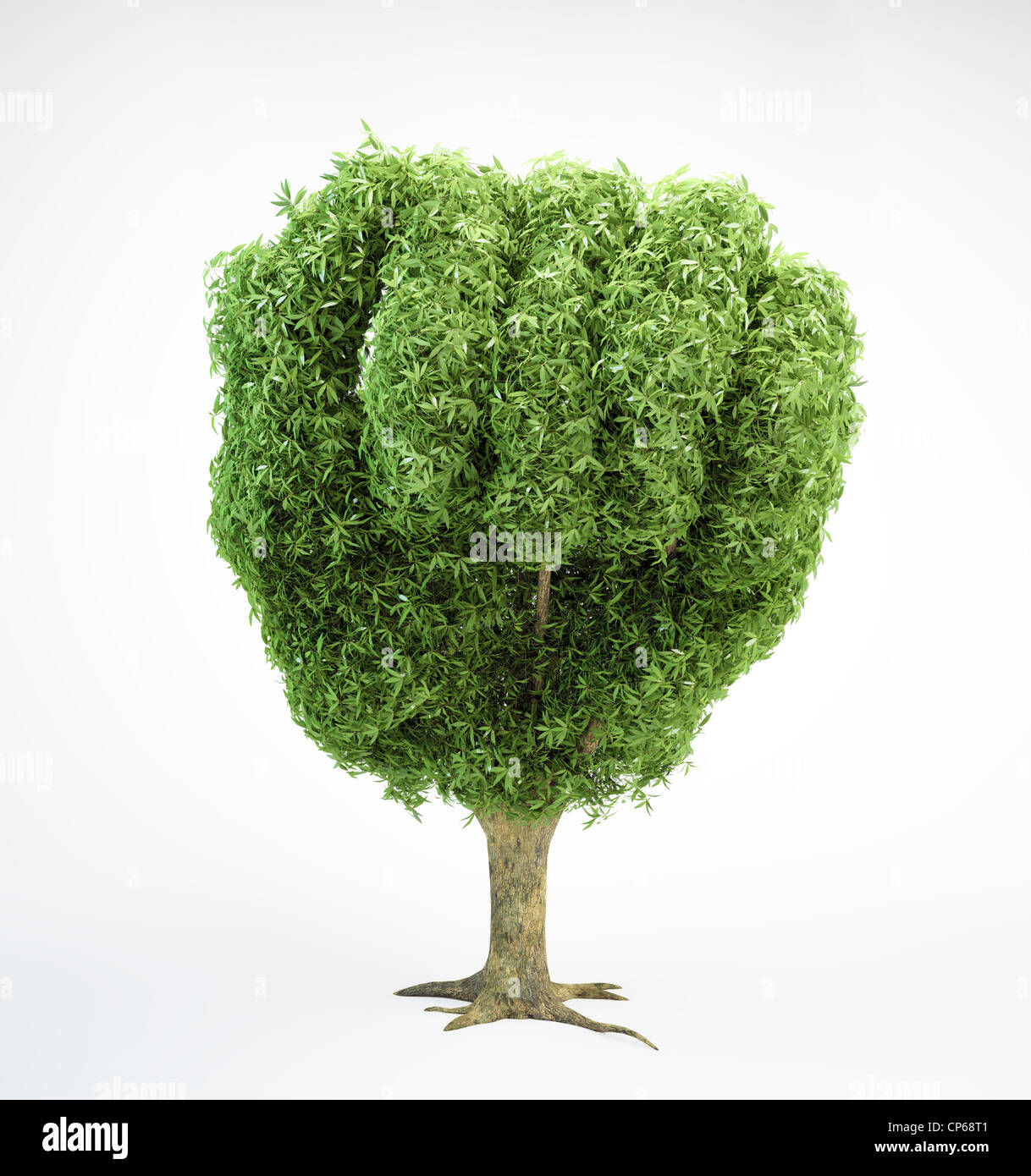 Un albero sagomato come un pugno umano Foto Stock