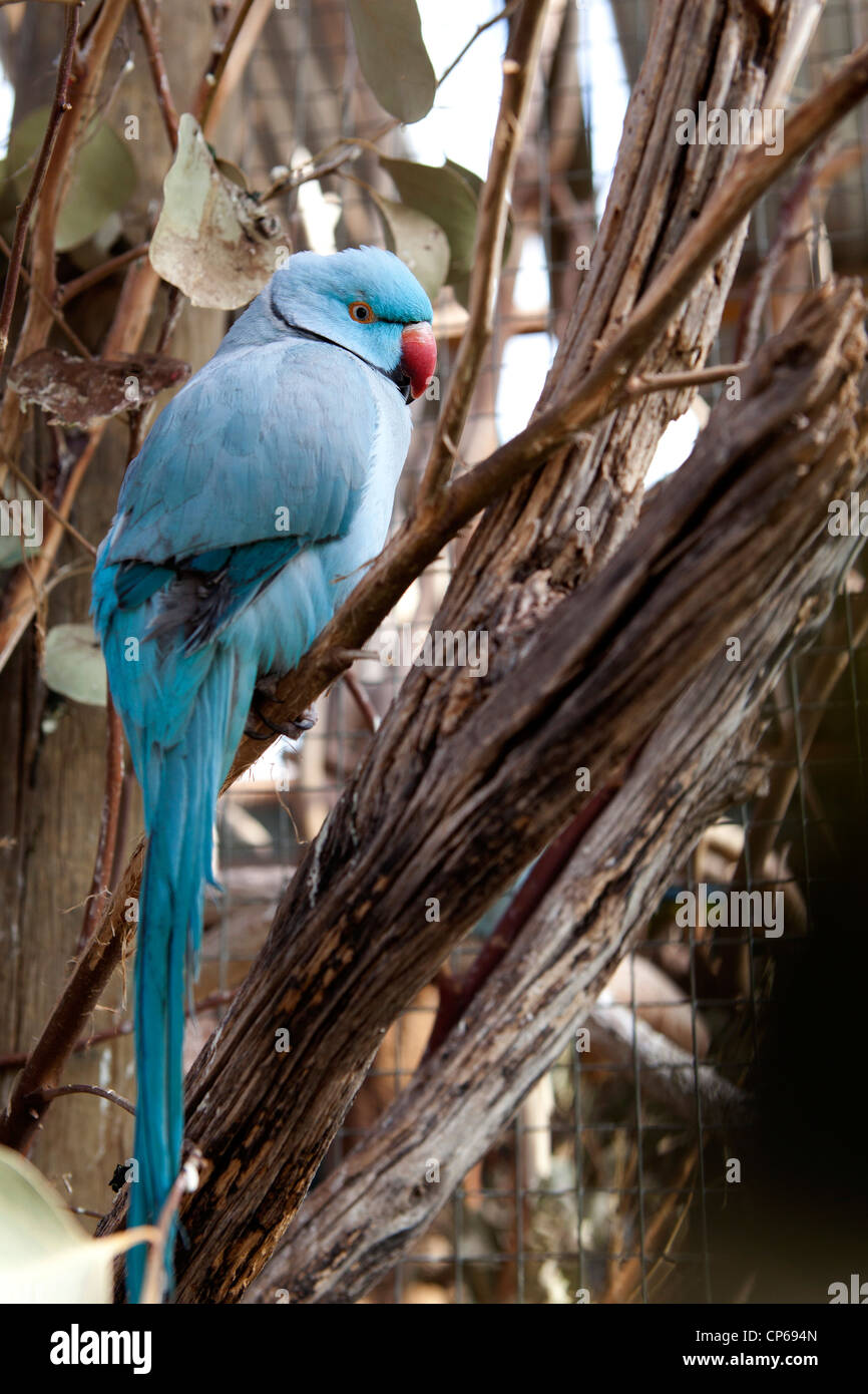 Un blu Ringneck Parrot in un albero al mondo delle farfalle, Klapmuts, Sud Africa. Foto Stock