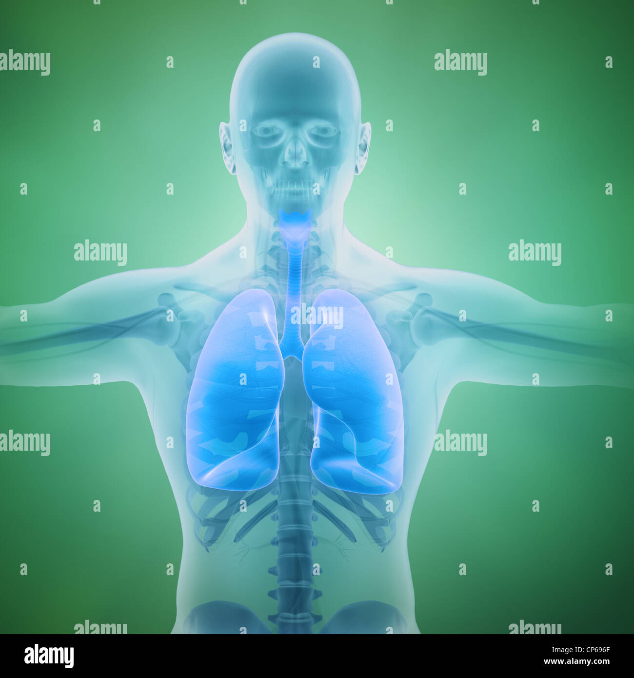 Il sistema respiratorio illustrazione scientifica con visibile nei polmoni Foto Stock