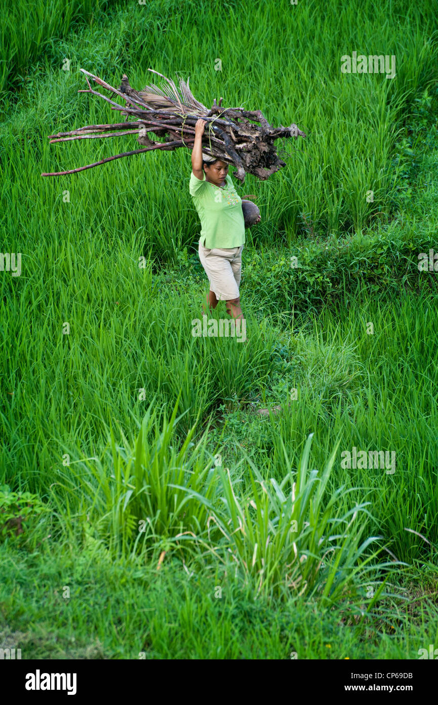 La gente andare e venire in campi di riso terrazzati della valle Sidemen in Bali orientale. Trasporto di legna da ardere o ripulendo dalle erbacce le terrazze. Foto Stock