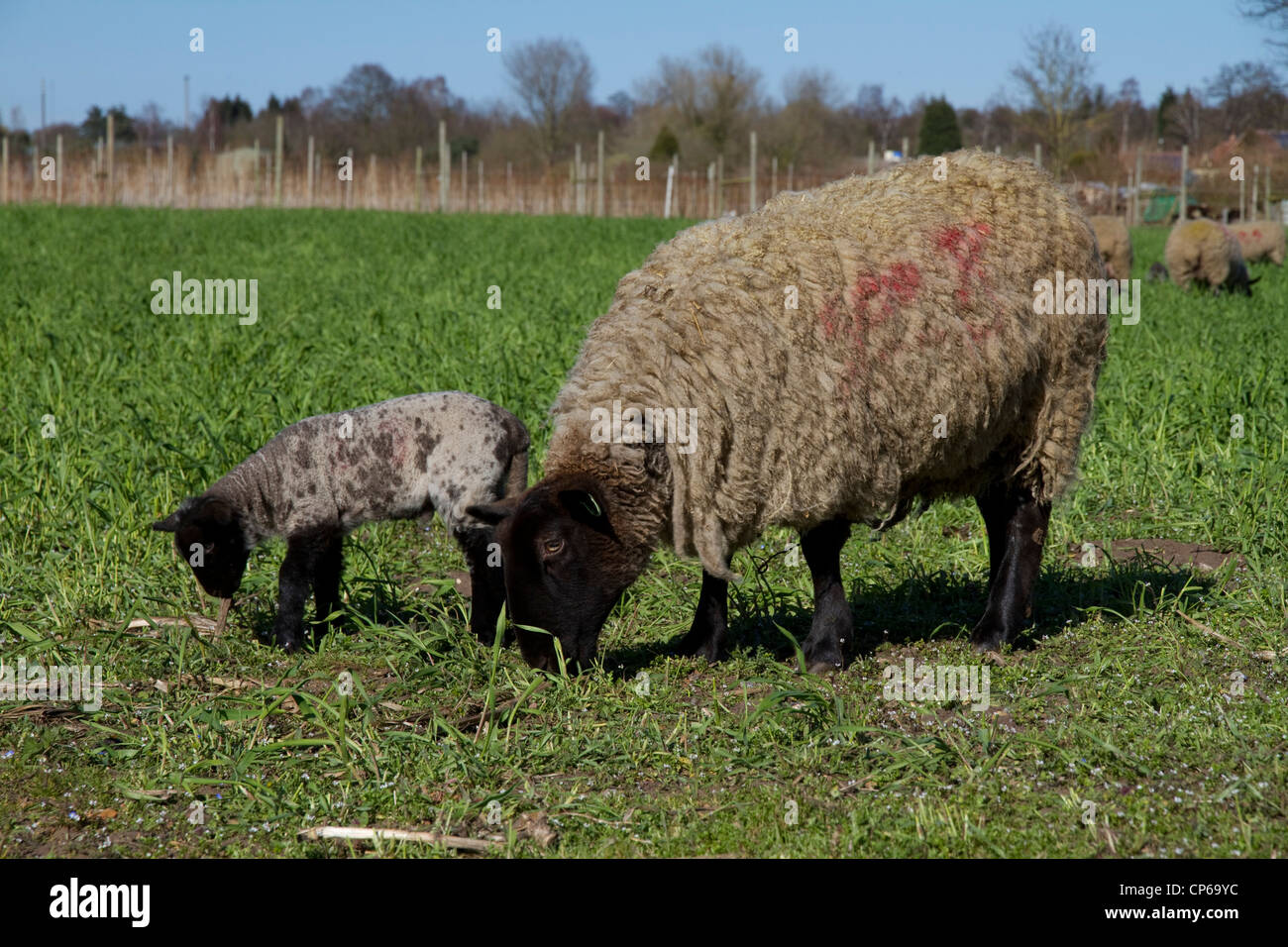 Una pecora ed agnello Foto Stock
