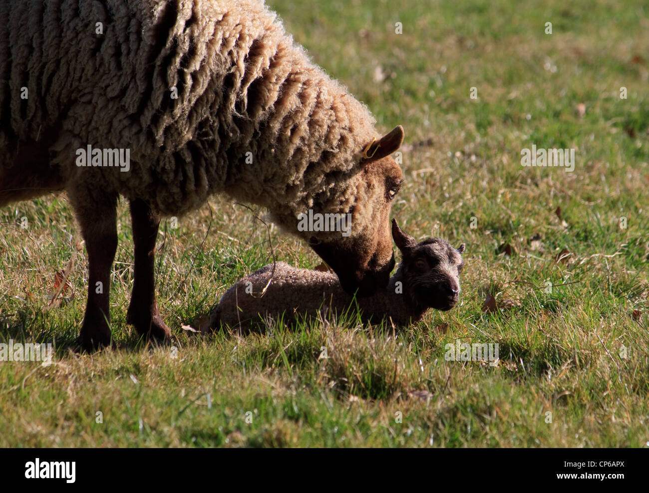 Una pecora Shetland con il suo nuovo nato di agnello Foto Stock