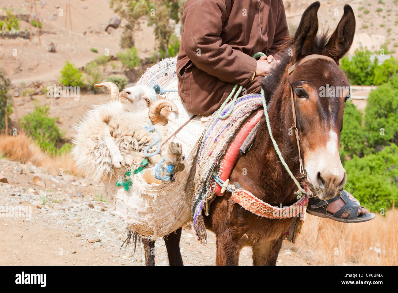 Un riff uomo su un mulo che porta una pecora in un bauletto in Anti atlante del Marocco. Foto Stock