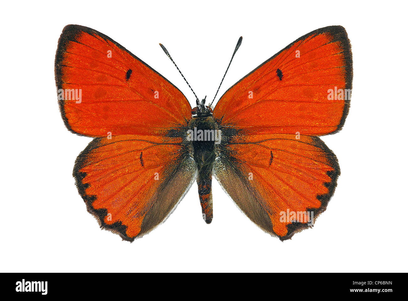 Maschio di rame di grandi dimensioni (Lycaena dispar), in via di estinzione protetto a farfalla in Europa Foto Stock