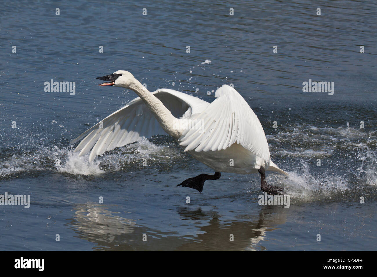 Trumpeter swan a caccia di cigno nella disputa territoriale sulla laguna-Victoria, British Columbia, Canada. Foto Stock