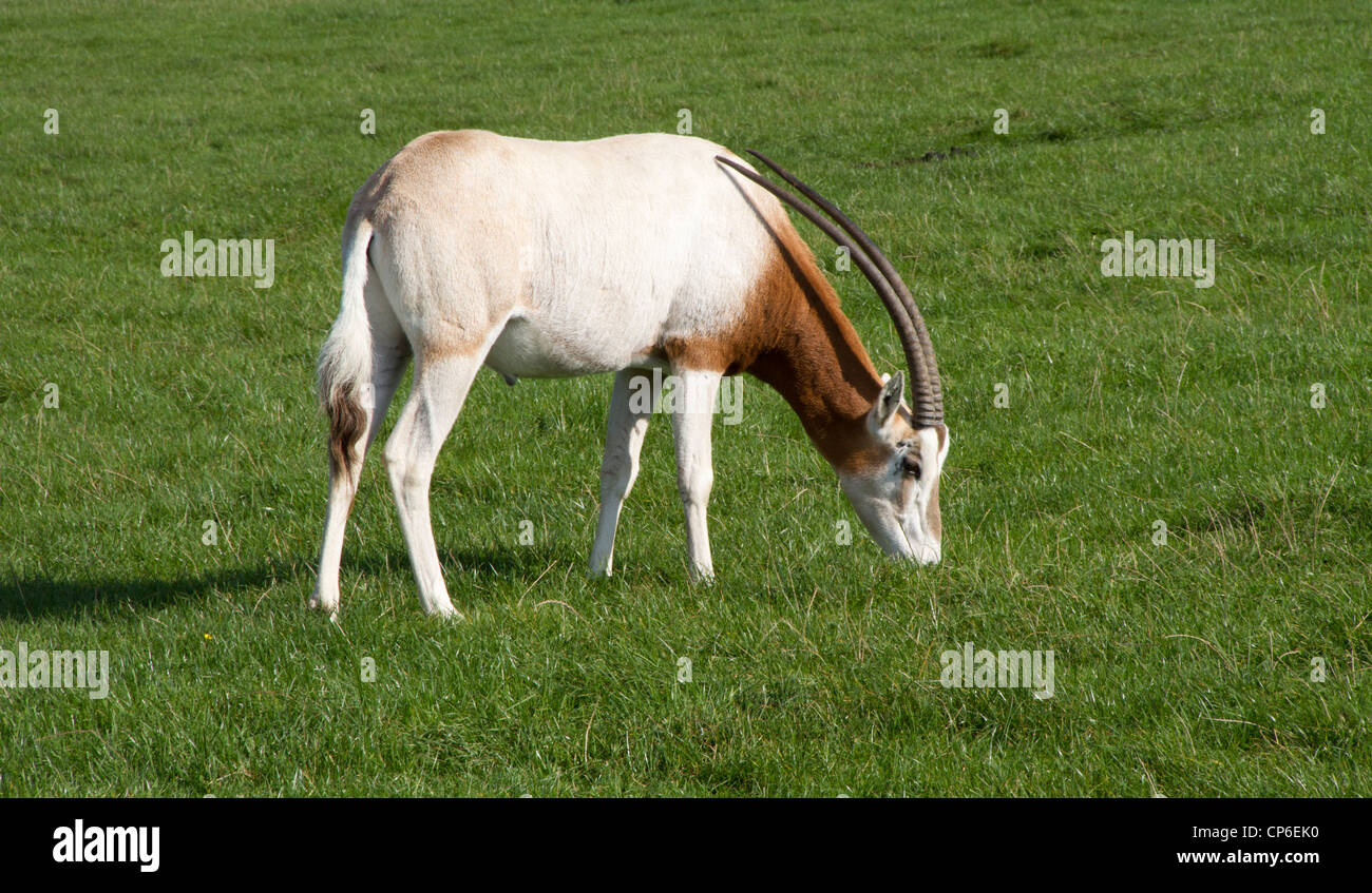 Scimitar-cornuto Onyx, Oryx dammah Foto Stock